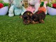 chiot Yorkshire terrier femelle a donner 