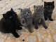 Chatons Highland Straight &agrave; donner 