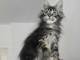 chaton maine coon disponible pour adoption 