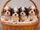 chiot cavalier king charle disponible 