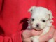 chiot bichon maltais disponible pour adoption 
