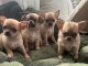 adorable chiot chihuahua disponible 