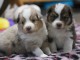 deux chiots berger australien 