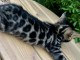 je donne chaton Bengal 