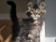 chaton maine coon disponible pour adoption 