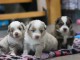 Dons b&eacute;b&eacute; chiot berger australien disponible 