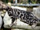 b&eacute;b&eacute; chaton Bengal disponible 
