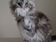 urgent chaton maine coon adopter 
