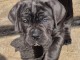 je donne chiot cane corso disponible 