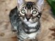 magnifique chaton Bengal disponible 