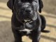 magnifique chiot Cane Corso disponible 