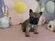 b&eacute;b&eacute; chiot bouledogue fran&ccedil;ais disponible 