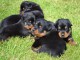 Dons b&eacute;b&eacute; chiot rottweiler disponible 