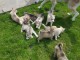 b&eacute;b&eacute; chiot husky sib&eacute;rien &agrave; donner 