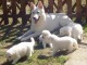 magnifique chiot berger blanc suisse 