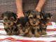 dons chiot Yorkshire terrier disponible 