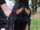 magnifique chiot doberman a donner 