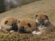 chiot Shiba inu disponible 