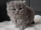 Chatons British Shorthair et Longhair