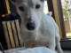 chiot Jack Russel terrier disponible 