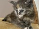magnifique chaton maine coon disponible 