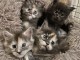 port&eacute; chaton maine coon disponible 