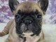chiot bouledogue fran&ccedil;ais &agrave; donner 