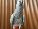 perroquet gris du Gabon pour adoption 