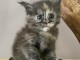 Dons chaton maine coon disponible 