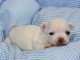 Chiot chihuahua femelle a donner 