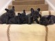 Dons chiot bouledogue fran&ccedil;ais disponible 