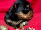 Je donne chiot Yorkshire terrier femelle 