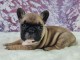 je donne chiot bouledogue fran&ccedil;ais disponible 