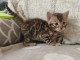 chaton Bengal disponible 
