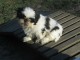 chiot Shih Tzu a donner 