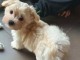 je donne chiot bichon maltais m&acirc;le 