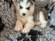 chiot husky sib&eacute;rien &agrave; donner 