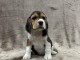 je donne chiot beagle disponible 