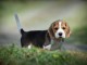 dons chiot beagle disponible 