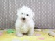 chiot bichon fris&eacute; femelle a donner 