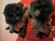 berger allemand disponible pour adoption 