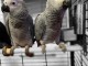 deux perroquet gris du Gabon pour adoption 