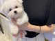 je donne chiot bichon maltais m&acirc;le 
