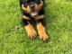 je donne chiot rottweiler disponible 