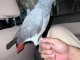 &agrave; donner perroquet gris du Gabon 