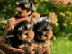 chiot Yorkshire femelle disponible pour adoption 