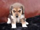 chiot beagle disponible pour adoption 