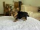 chiot Yorkshire terrier femelle a donner 