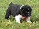 je donne chiot Akita inu disponible 