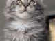 je place chaton maine coon femelle 
